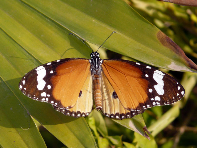 L23049r