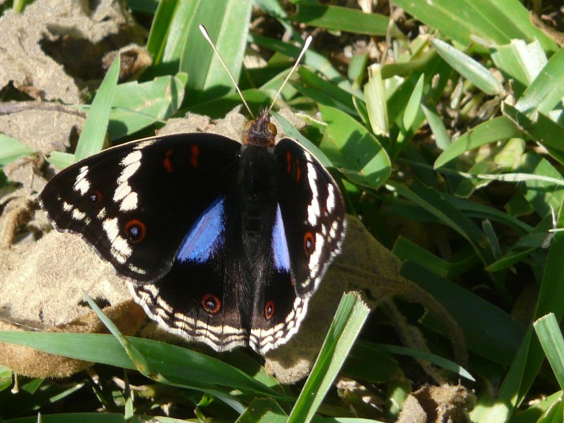 papMA13098.jpg