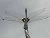 libMA17018.jpg